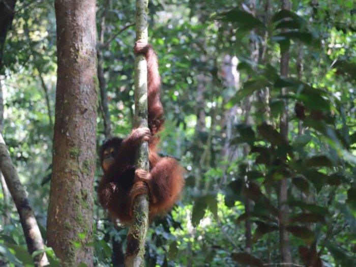 25 Ekor Orangutan Telah Dilepas di Hutan Kapuas Hulu oleh Pihak Taman Nasional Setempat