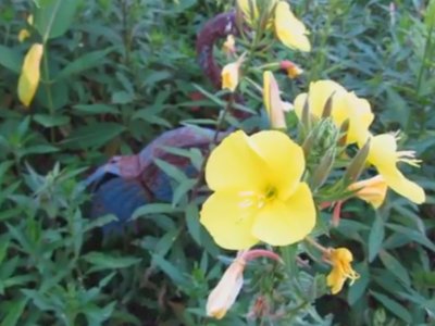 Kembali Viral, Video Bunga Kuning di Azerbaijan Mekar Hanya saat Azan, Hoax atau Fakta?