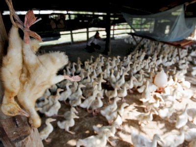 Ancaman Kematian Akibat Flu Burung di Kamboja, Bakal Ada Pembatasan Perjalanan?