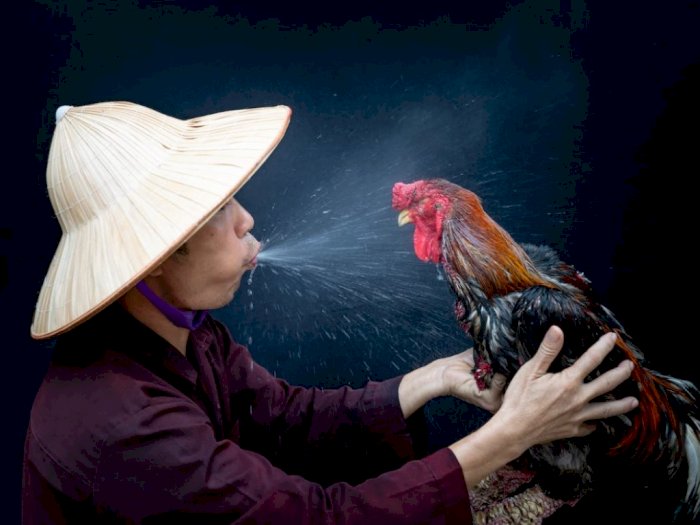 Turis Kirim Petisi Gangguan Kokok Ayam di Bali: Nyeleneh Ayam Pun Mau Dibungkam