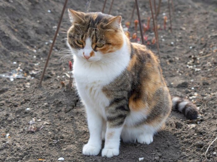3 Orang di Inggris Terkena Penyakit Kulit Langka yang Disebarkan oleh Kucing