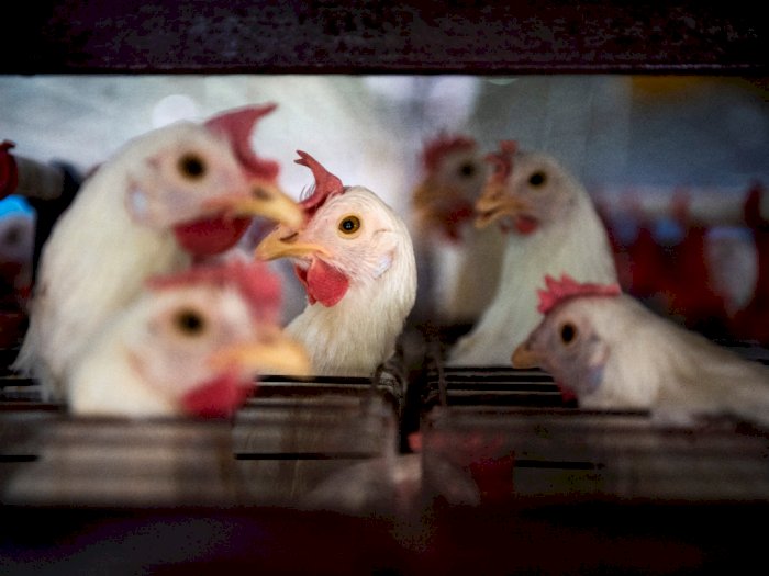 Temukan Ayam Mati di Tengah Ancaman Flu Burung, Ini yang Harus Dilakukan