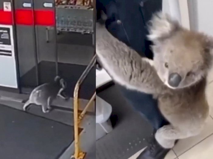 Momen Koala Nyelonong ke Minimarket Pom Bensin, Lucu Sampai Manjat Kaki Pekerja