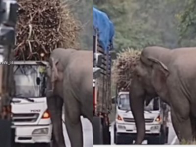 Viral, Momen Kocak Gajah 'Begal' Batang Tebu di Jalan, Sopir Truk Cuma Bisa Pasrah