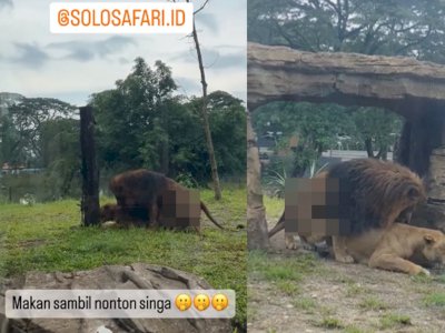 Duh, Ada Singa Kawin di Depan Pengunjung Solo Safari, Gibran Minta Maaf: Bakal Saya Tegur!