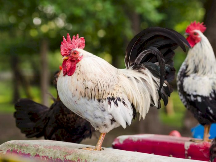 Viral Bule Protes Suara Ayam Berkokok, Dispar Bali: Harus Ikutin Kearifan Lokal