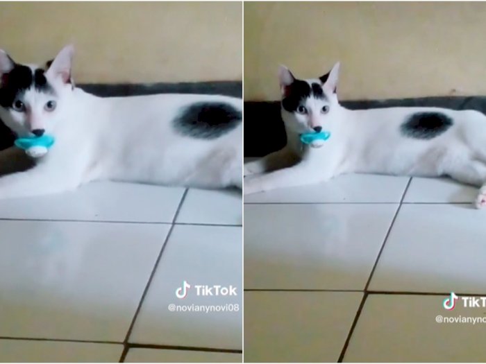 Gemes! Kucing Ini Asyik Ngempeng Layaknya Bayi, Netizen: Sudah Tidak Bisa Tertolong