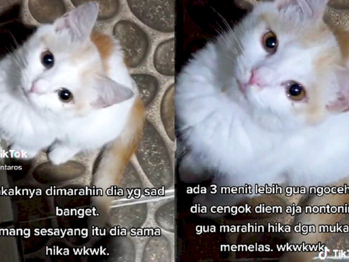 Gemes! Kucing Ini Nangis saat Kakaknya Dimarahi, Pasang Muka Melas Biar Majikan Gak Ngomel