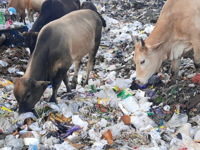 Ribuan Sapi di Bantul Dibiarkan Makan Sampah, Matanya Merah Mengeluarkan Cairan Bening