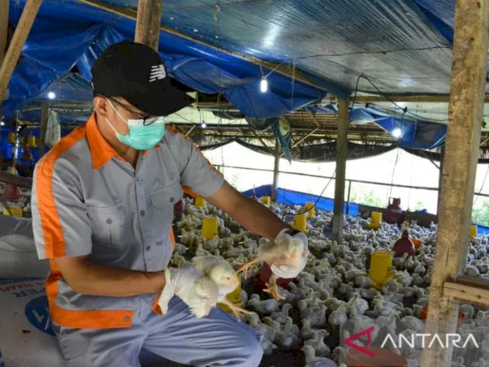 Heboh Kematian Flu Burung, IDI Pastikan Tidak Ada Penularan pada Manusia di Indonesia