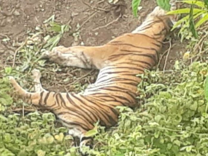 Harimau Sumatera Ditemukan Mati Terjerat di Aceh, Sebelumnya Ada Diracun Warga 