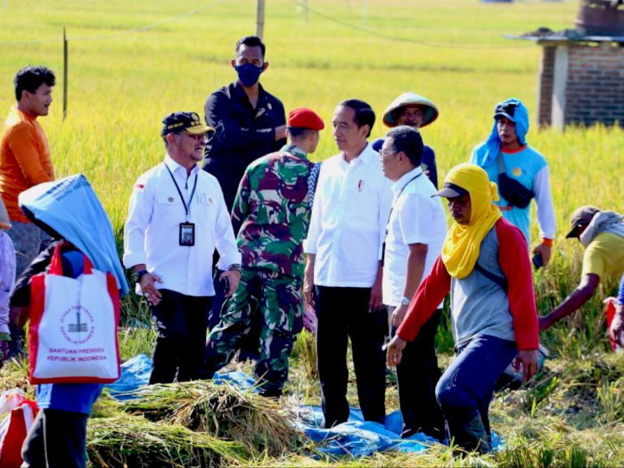 Presiden Jokowi Didampingi Mentan SYL Panen Raya Padi di Ngawi