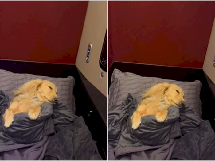 Bikin Iri! Anjing Ini Naik Pesawat Kelas Bisnis, Nyaman Tidur dengan Selimut