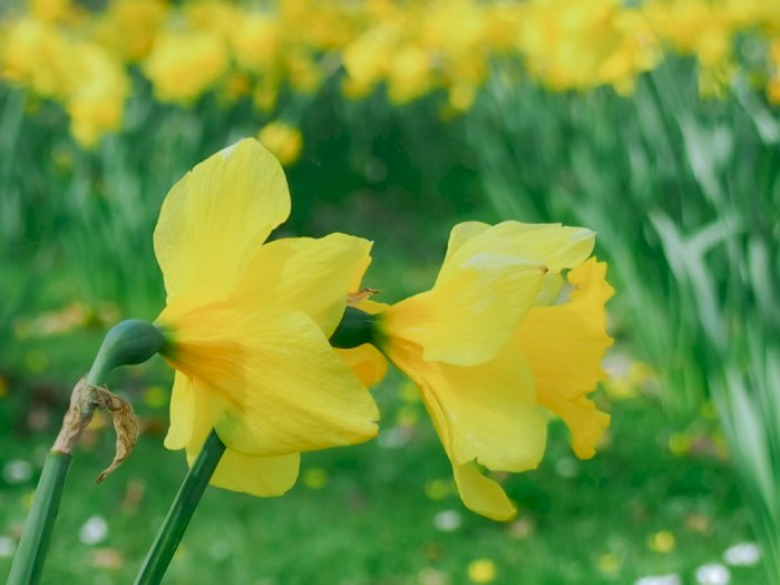 Si Kuning Narsis Ini Muncul, Pertanda Musim Semi Tiba di Eropa