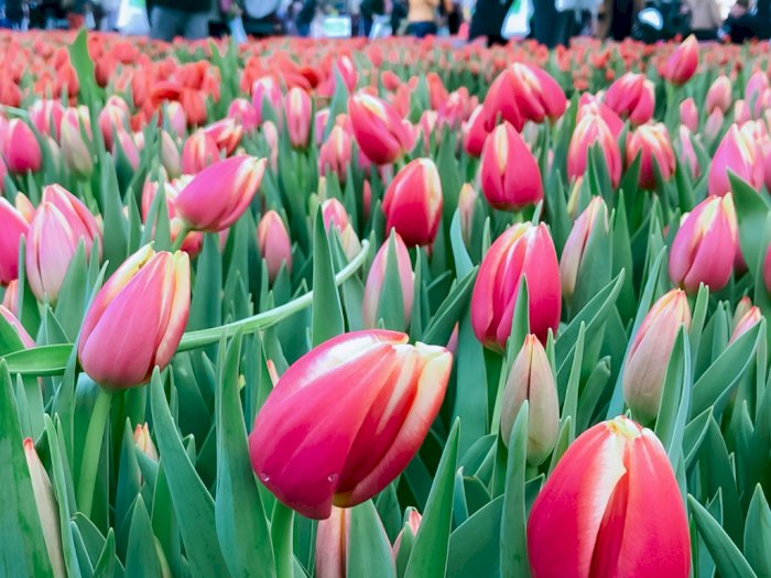 Seru! Ratusan Ribu Bunga Tulip Disiapkan, Warga Belgia Bebas Metik