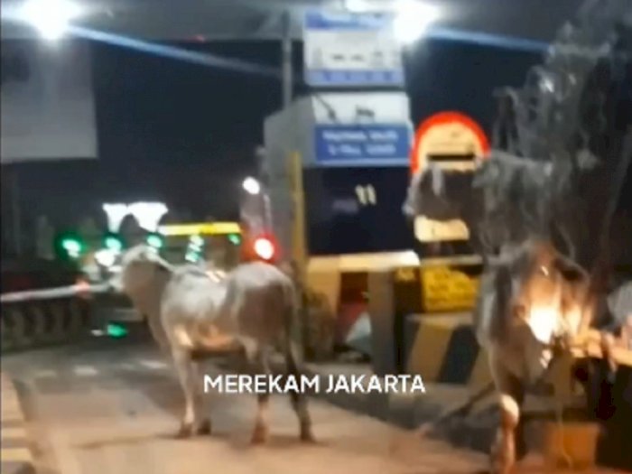 Kecelakaan Truk di Tol Arah Bandara Soetta, Sapi-sapi Berlarian di Jalan