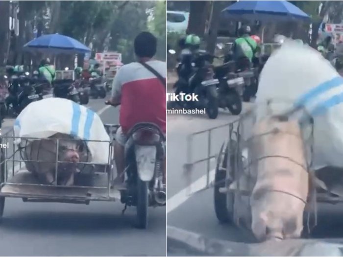 Detik-detik Babi Kabur dari Becak Barang Nyaris Ketabrak Mobil, The Real Babi Guling