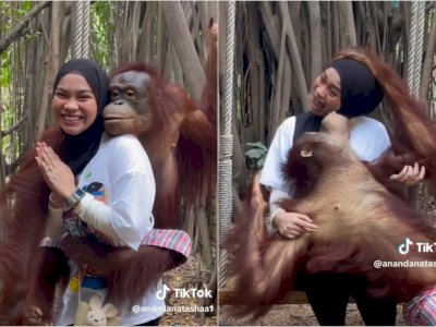 Momen Lucu Cewek Foto Mesra Bareng Orangutan, Langsung Histeris Pas Dicium