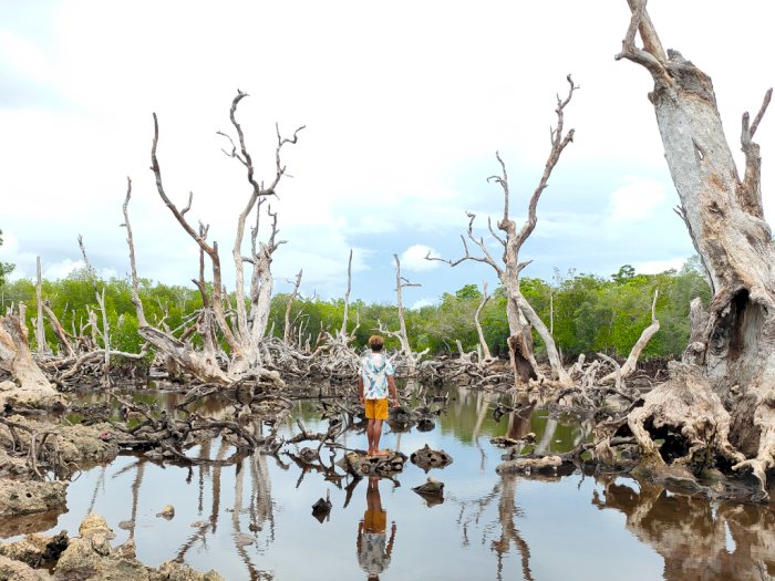 Hutan Mangrove Mati Oebou Rote Ndao, Spot Foto Cantik di NTT