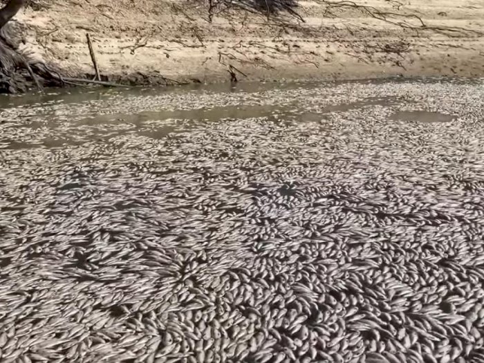 Geger, Penampakan Sungai Dipenuhi Jutaan Ikan Mati dan Membusuk, Fenomena Apa?