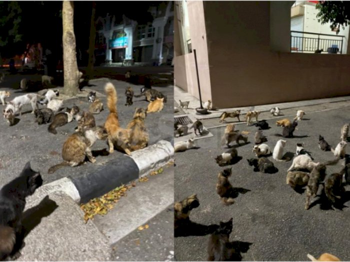 MasyaAllah! Sebelum Sahur, Pasutri Ini Sempatkan Beri Makan Kucing Jalanan