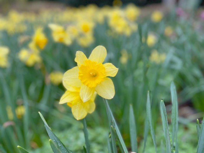 Mitos Bunga Daffodil yang Dikaitkan Sebagai Simbol Cinta Tak Terbalas