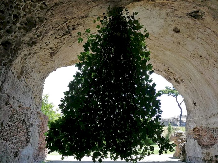 Aneh tapi Nyata, Pohon Tin 'Tanaman Surga' Tumbuh Terbalik di Gua Romawi Kuno