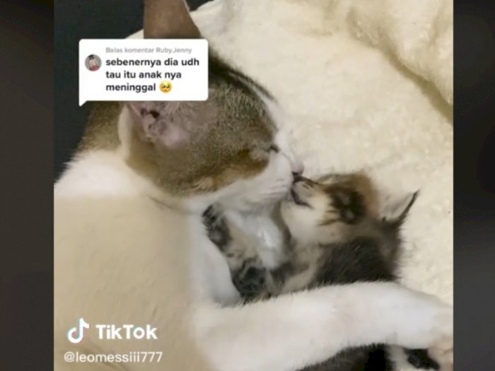 Viral Induk Kucing Jilati Anaknya yang Sudah Mati, Netizen Mengsedih 