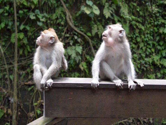 Temukan Keunikan Hutan Kera di Bali Melalui Kunjungan ke Monkey Forest di Ubud
