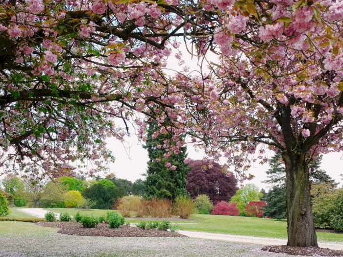 Cari Bunga Sakura di Eropa? Royal Greenhouses Laeken Sajikan Pemandangan yang Indah