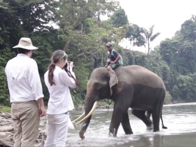 Jadi Pusat Penangkaran Gajah, Melihat Tangkahan Jadi Daya Tarik Wisatawan Mancanegara