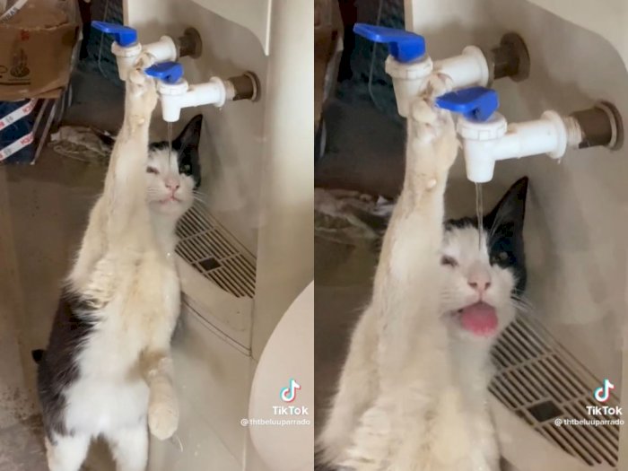 Gemasnya Tingkah Seekor Kucing Minum Langsung dari Dispenser 