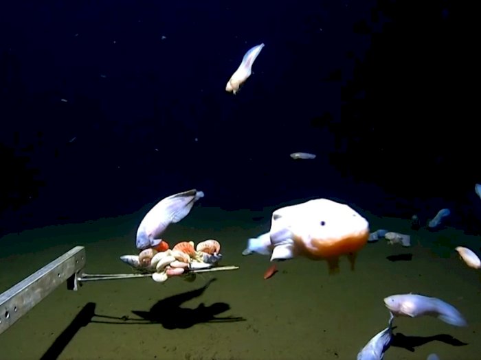 Ikan Siput yang Hidup di Laut Paling Dalam Terekam Kamera