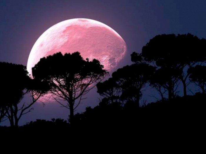 Mulai Malam Ini Pink Moon akan Menghiasi Langit, Fenomena Apa Itu?