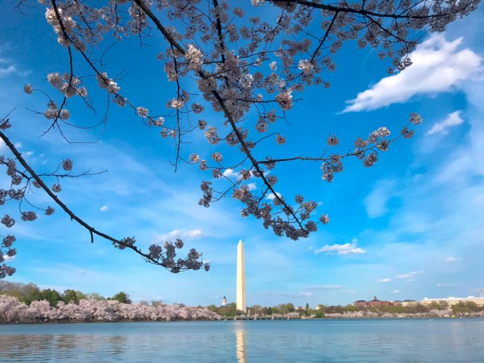 Usai Diterjang Cuaca Buruk, Washington DC Jadi Cantik Dipenuhi Sakura saat Musim Semi