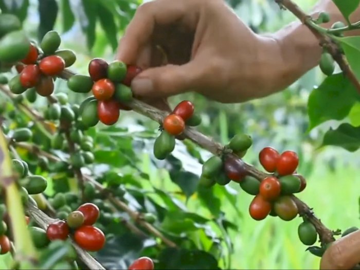 Keistimewaan Kopi Sumatera hingga Disajikan di Outlet Seluruh Dunia, Termasuk Starbucks