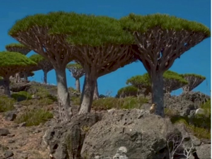 Fenomena Unik di Pulau Socotra, Pohon Bisa Berdarah?