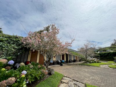 Malino Highland Resort, Penginapan Nuansa Jepang yang Dikelilingi Pohon Sakura