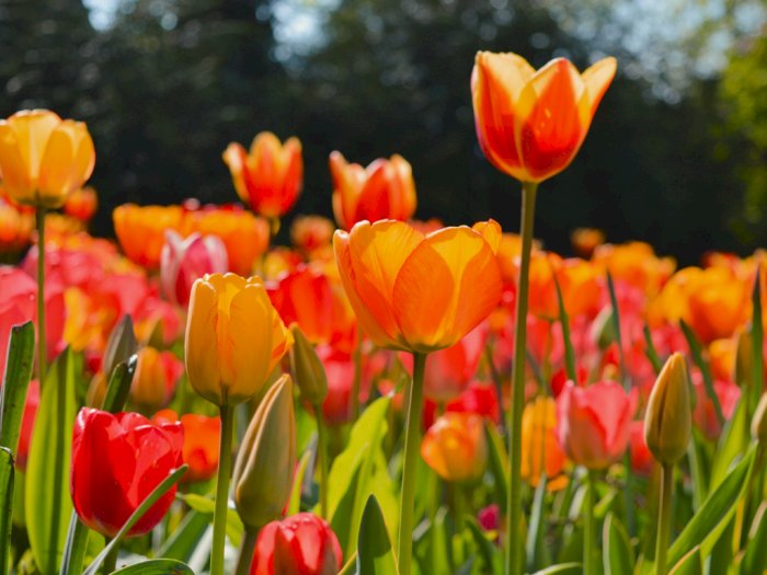 Mengungkap Fakta Menarik Tentang Tulip, Bunga Paling Populer di Dunia
