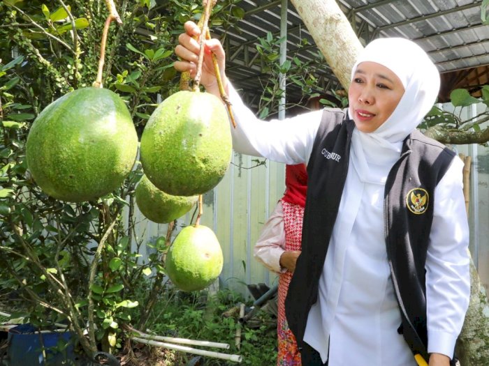 Berkunjung ke Kebun Buah Organik di Jember yang Menarik Perhatian Gubernur Jawa Timur