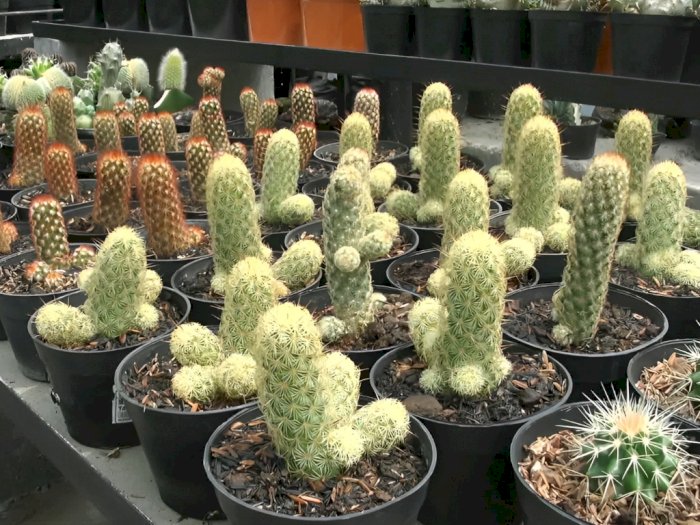 Keren! Budidaya Kaktus di Lembang Tembus hingga Pasar Luar Negeri