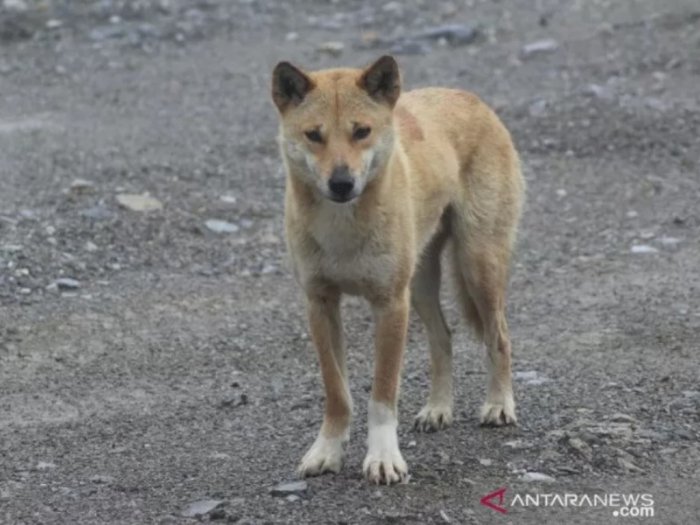 Ada Anjing Bernyanyi di Pegunungan Papua, Dianggap Bagian dari Leluhur dan Penjaga Tanah