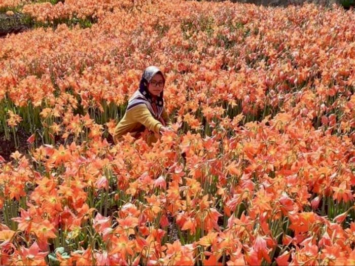 Cantiknya Taman Bunga Amarilis di Gunung Kidul bak di Eropa, Pas Jadi Tempat Libur Lebaran