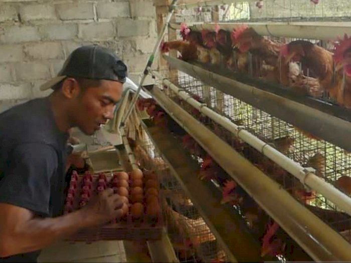 Harga Pakan Tinggi, KPPU Warning Kartel Bisnis Ayam Berkuasa di Sumatera Utara 