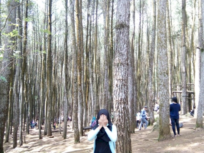 Hutan Pinus Mangunan, Destinasi Ngabuburit Bernuansa Alam di Yogya: Viewnya Cakep Banget