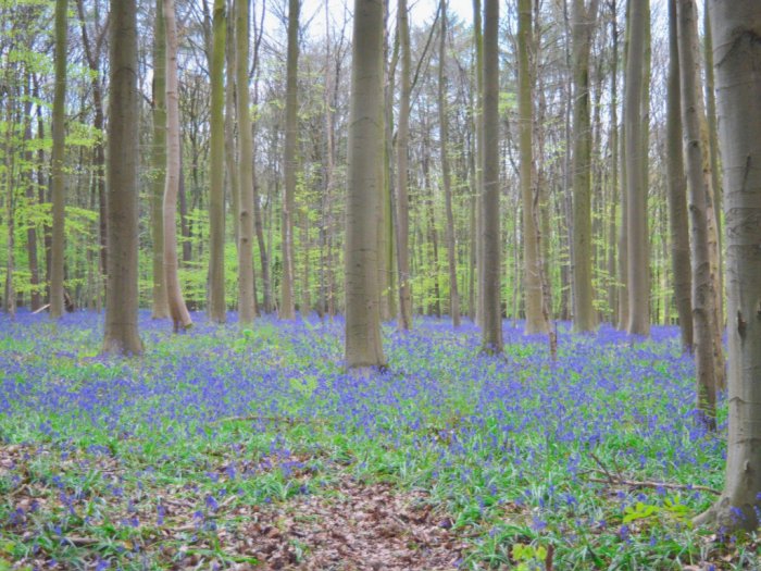 Hallerbos, Hutan Ajaib di Belgia yang Menakjubkan, Penuh Bunga Bluebell Cantik