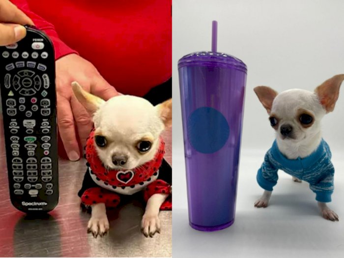 Pearl, Anjing Chihuahua Terpendek di Dunia: Ukurannya Lebih Kecil dari Remote!