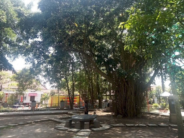 Misteri Pohon Beringin di Aloon-aloon Tulungagung, Konon Berasal dari Kerajaan Mataram