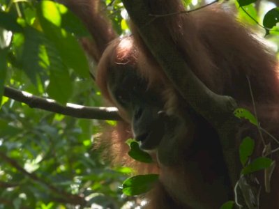 Mengenal Taman Nasional Gunung Leuser, Tempat Berlindung Mamalia Endemik Sumatera