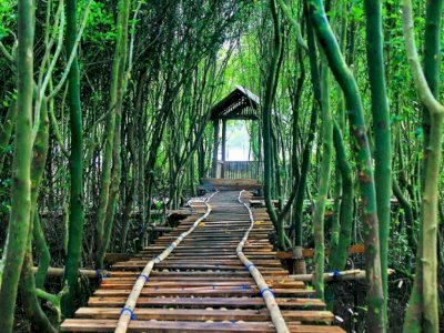 Jadi Pusat Konservasi, Wisata Hutan Mangrove Kulonprogo yang Punya Spot Foto Menarik